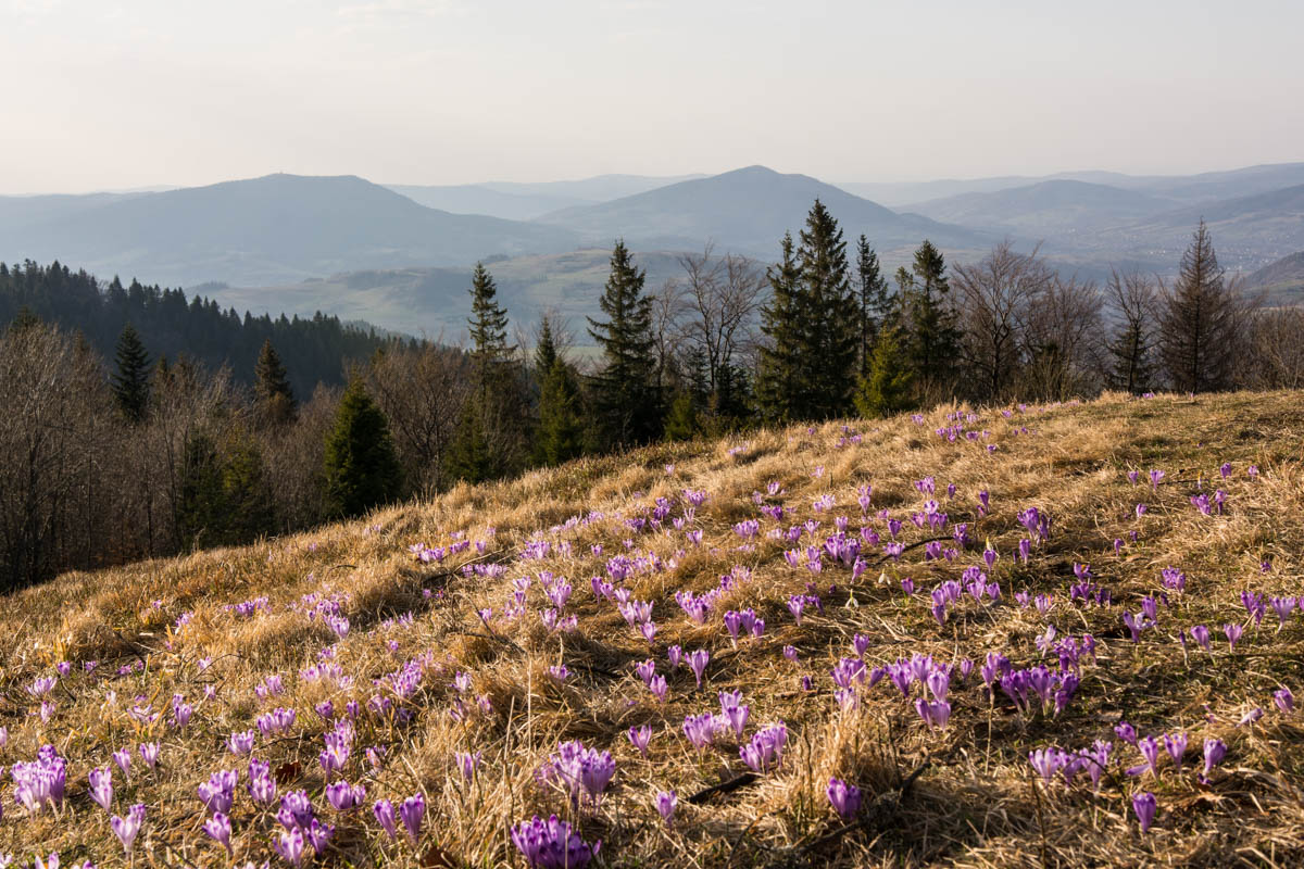 Turbacz (14 minut samochodem od Willi)
